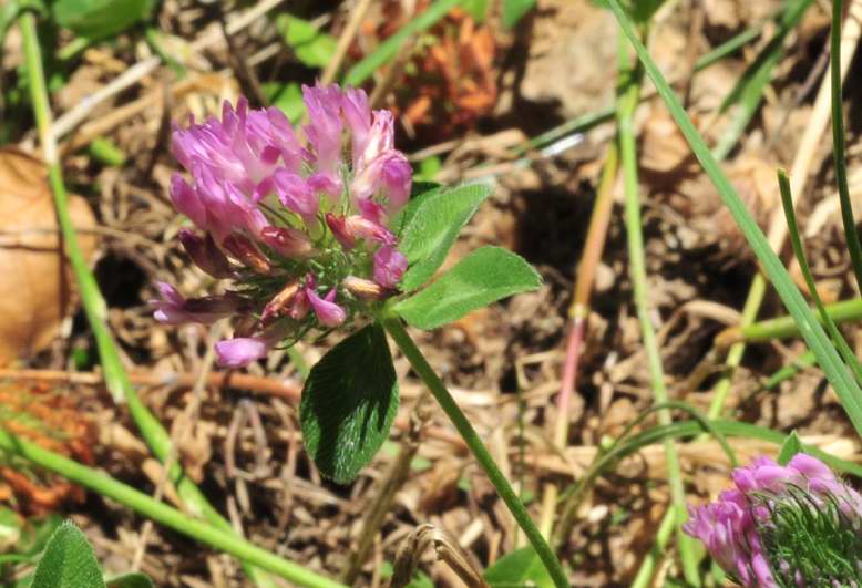 Trifolium pratense